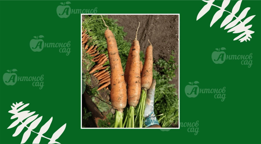 Гигантская морковь