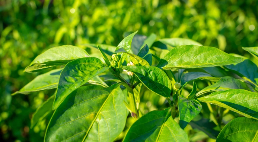 Кусты перца Рамиро