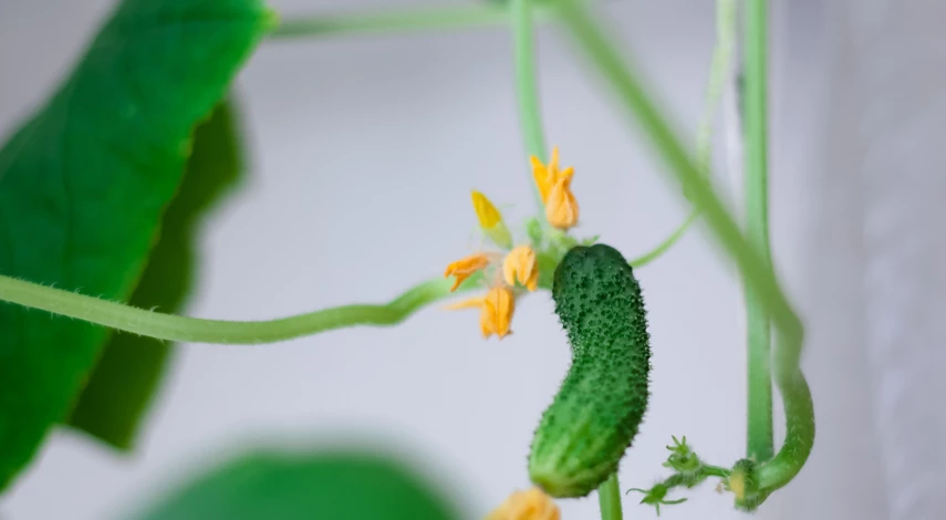 Огурцы на подоконнике