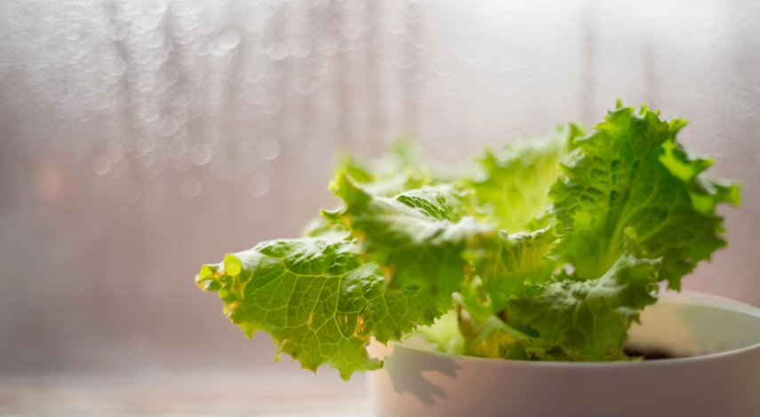 Салат на подоконнике