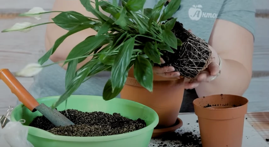 Пересадка спатифиллума в январе