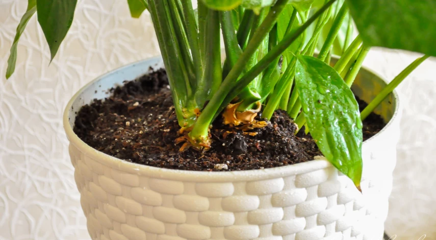 Пересадка растений в январе