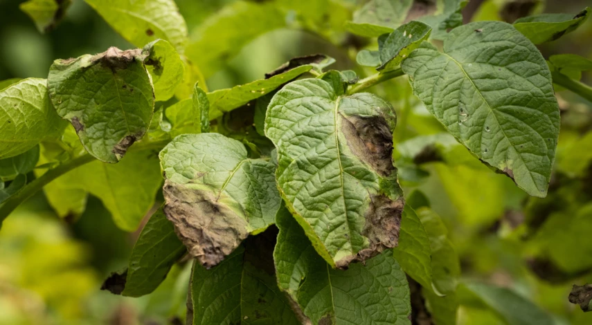 Листья, пораженные болезнью