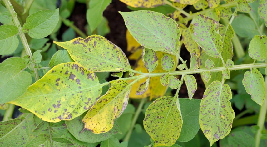 Описание картофеля Удача