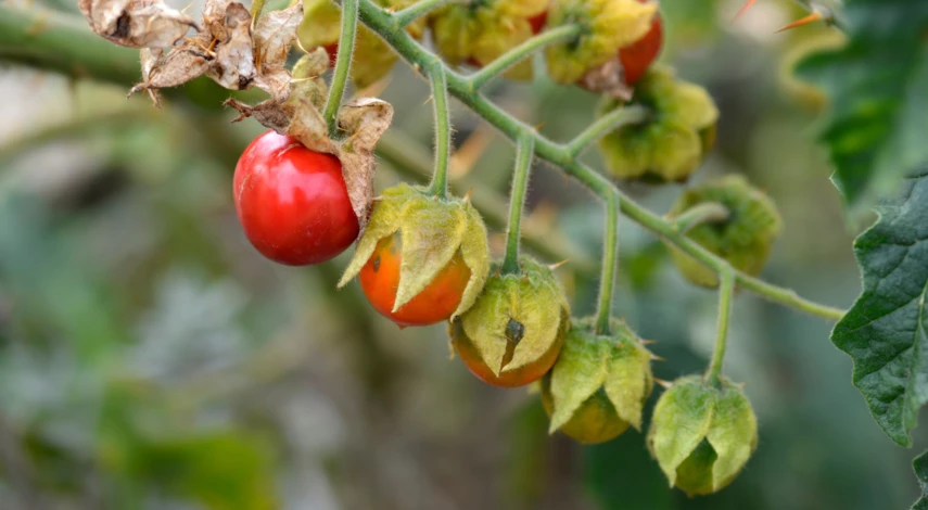 Паслен гулявниколистный на стадии созревания
