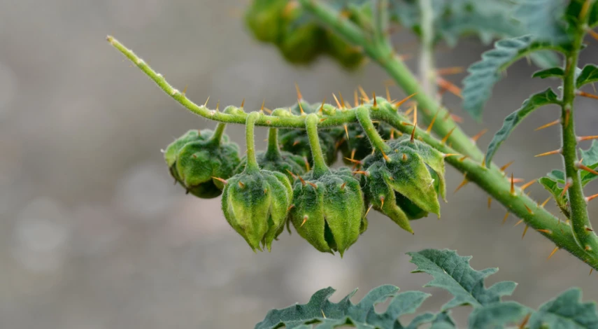 Шипы взрослого растения паслена