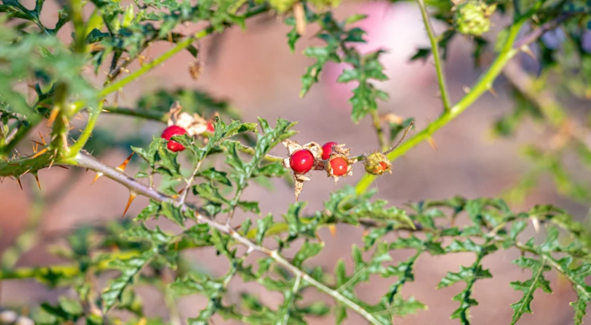 Куст паслена гулявниколистного с плодами