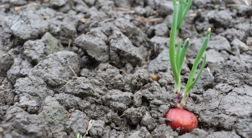 Посадка лука-севка Кармен