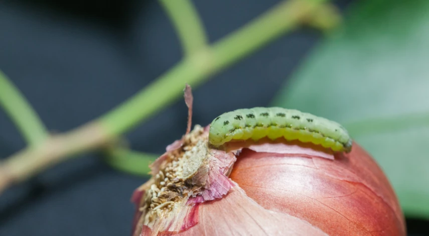 Вредители лука Кармен