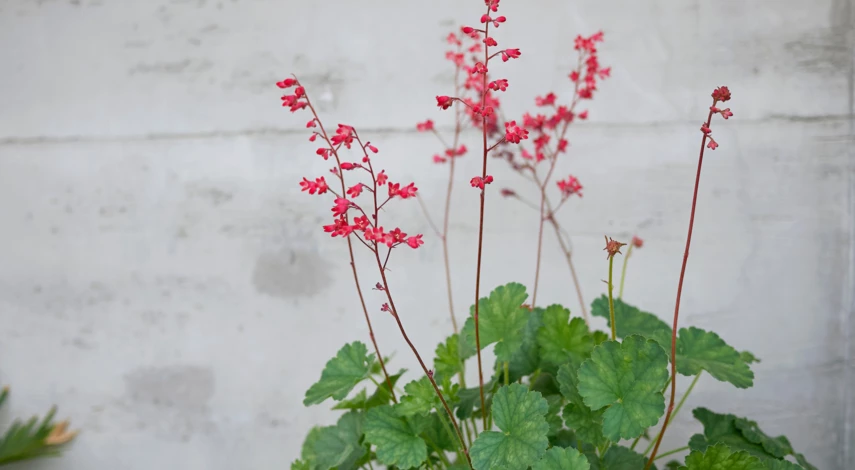 Гейхера кроваво-красная