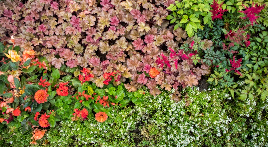 Гейхера Мелкоцветная