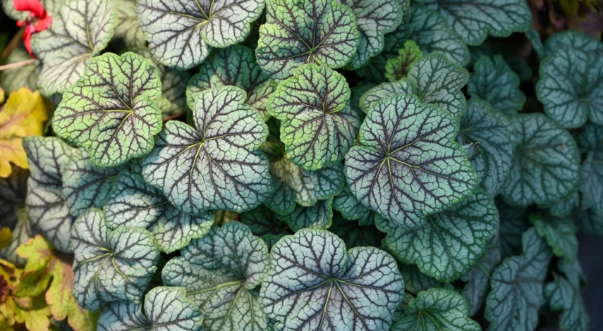 Гейхера Марвелос Марбл