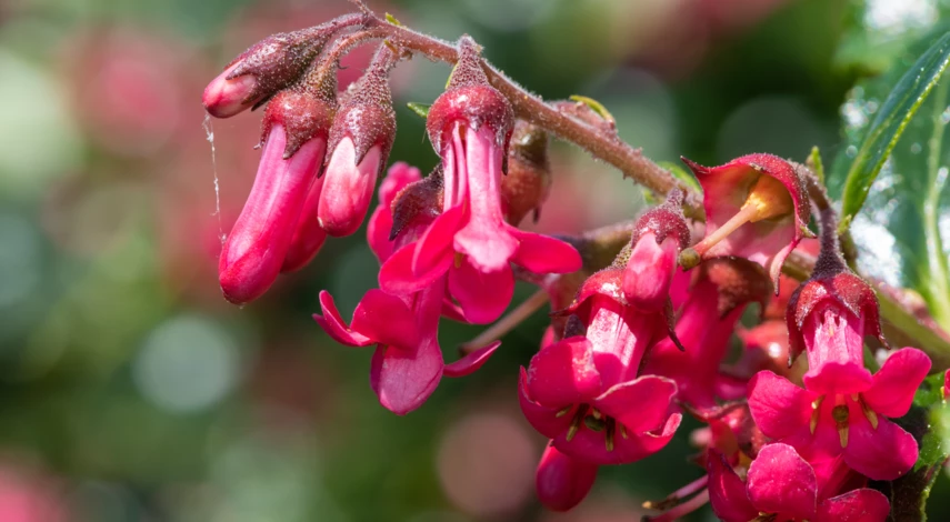 Гейхера Париж