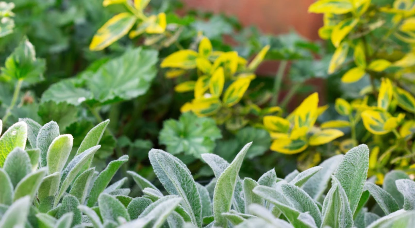 Гейхера волосистая