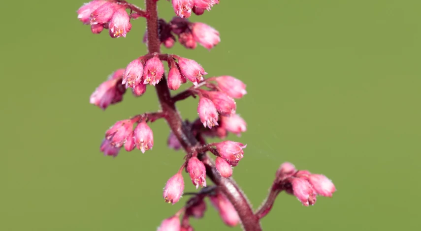 Гейхера Браунис