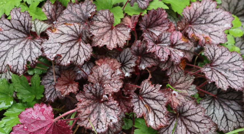 Гейхера Бронз Вейв
