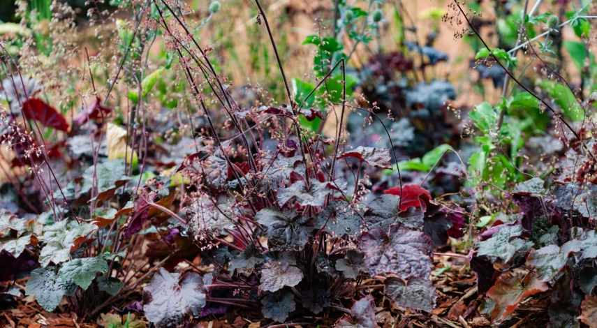 Гейхера Блэк Бьюти