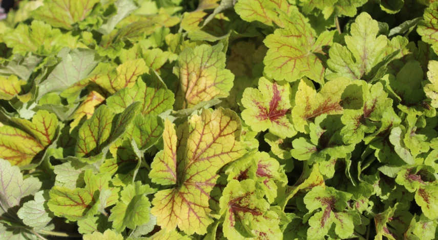 Гейхера Ринг оф фаер