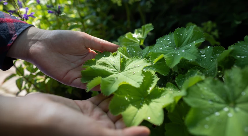 Гейхера Альба