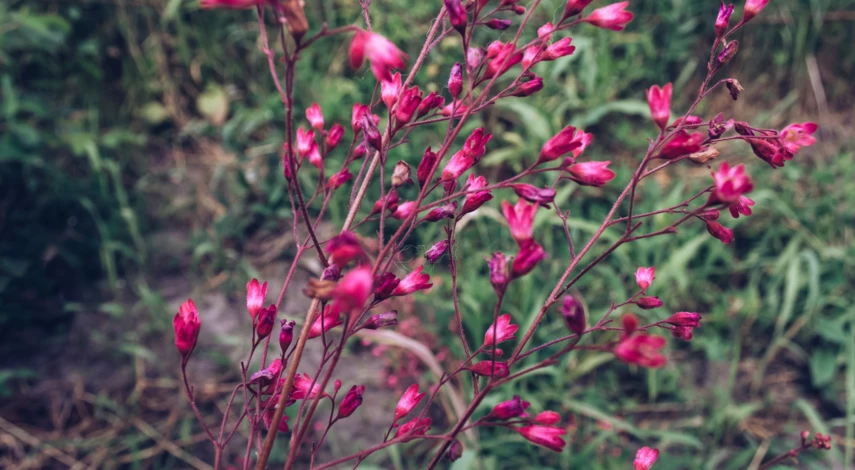 Гейхера Робуста