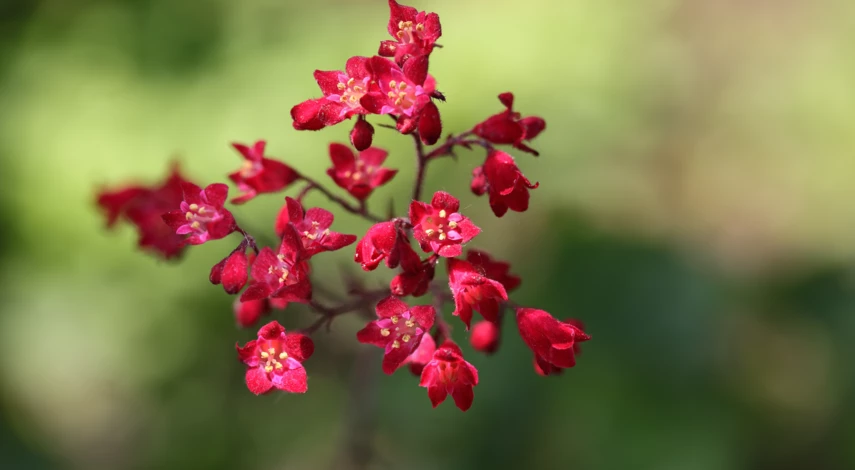 Гейхера Спленденс