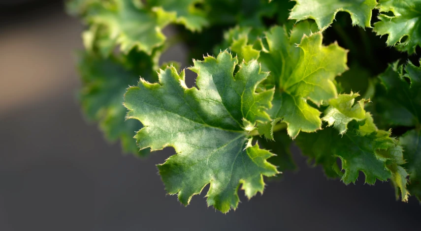 Гейхера крыжовниколистная