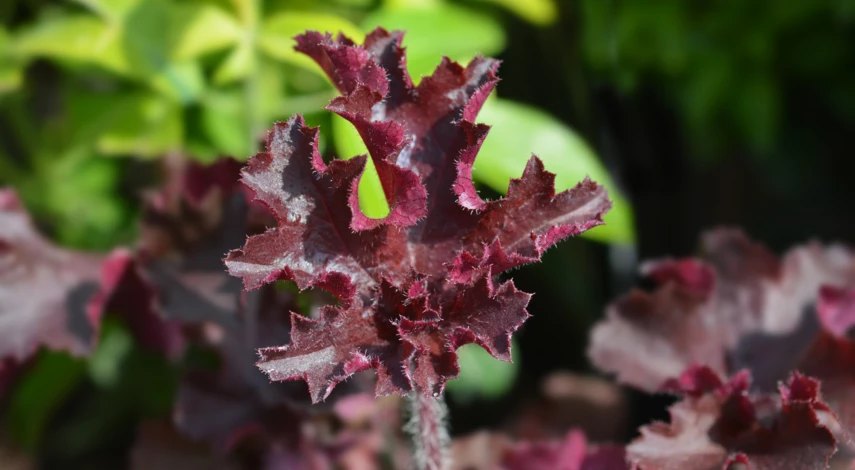 Гейхера Бресингем Бронз