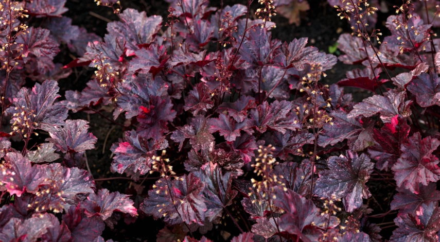 Гейхера Пэлес пёрпл