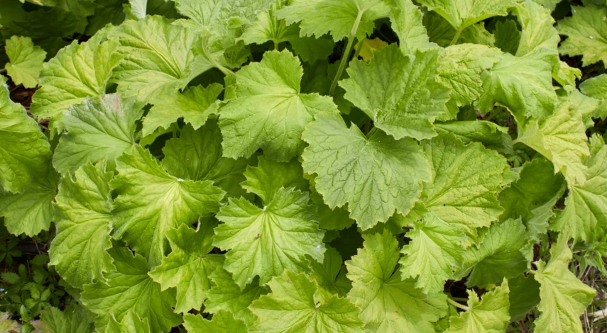 Гейхера цилиндрическая