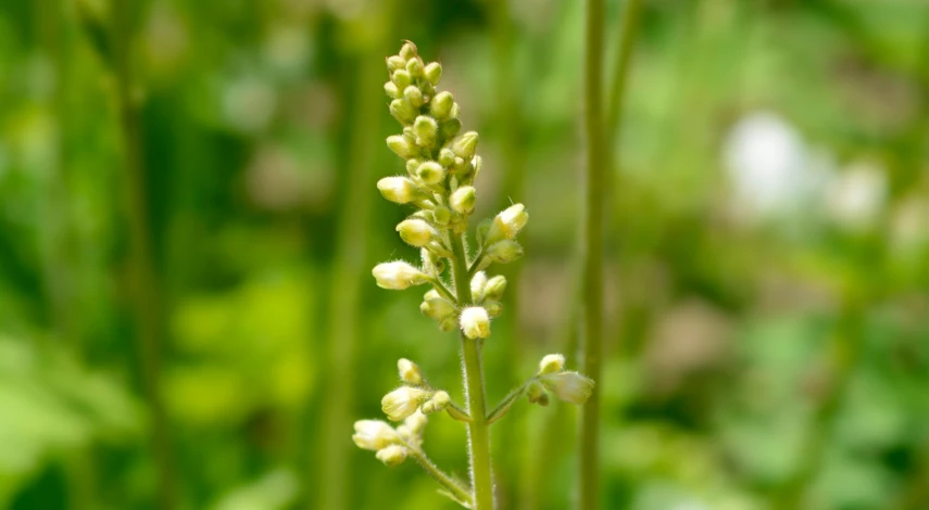 Гейхера Гринфинч