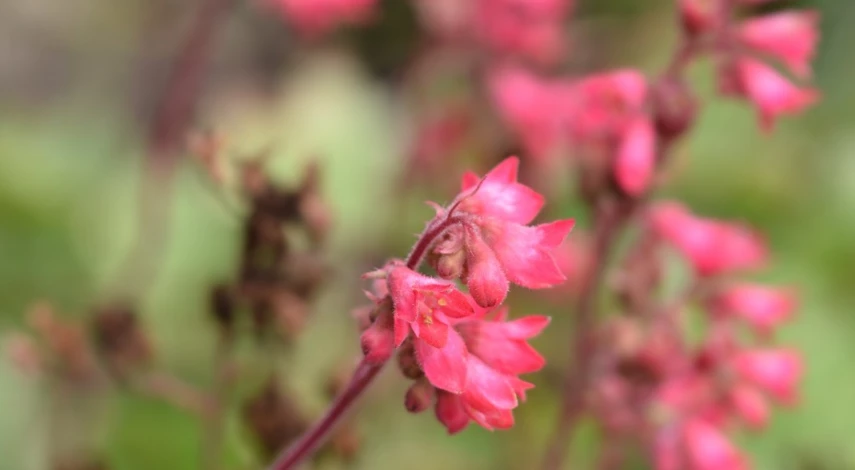 Гейхера Гиперион