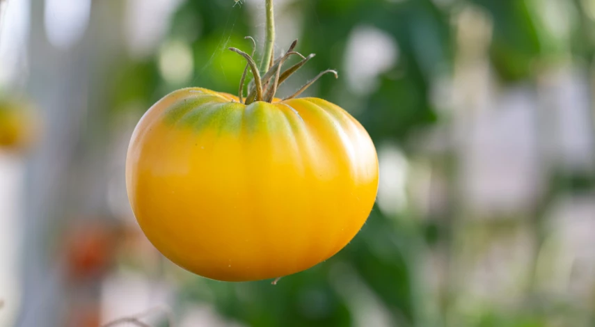 Созревающий плод сорта Хурма