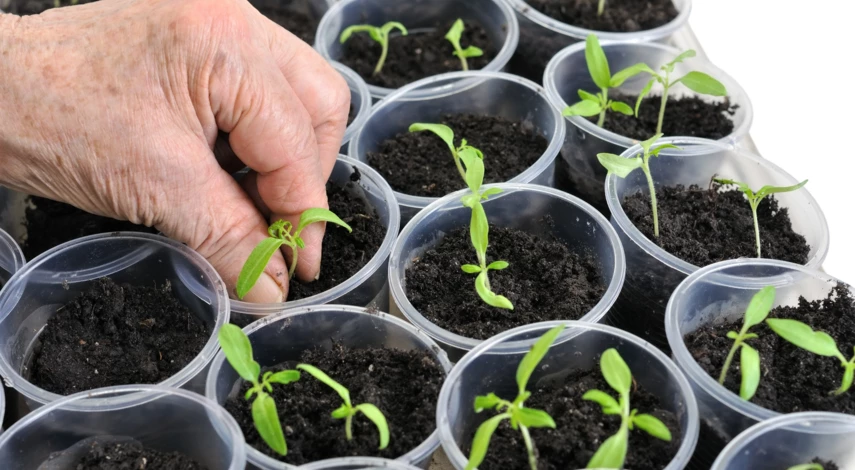 Высадка помидоров сорта Хурма