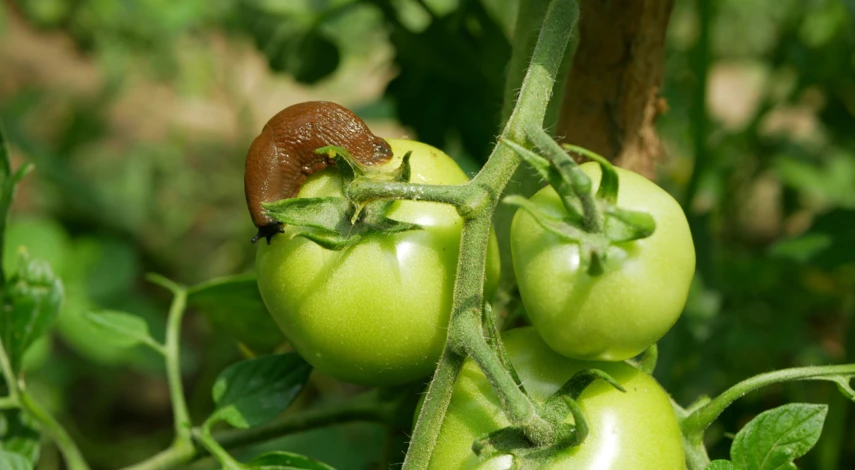 Вредители сорта Хурма