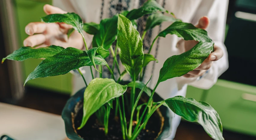 Пересадка комнатных цветов в феврале