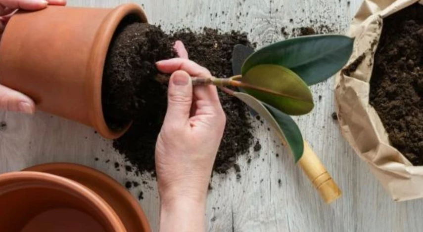 пересадка цветов в марте