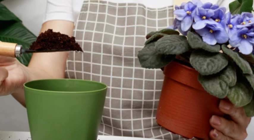 когда пересаживать цветы