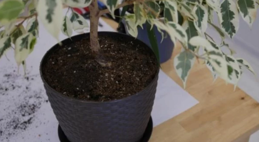 какие цветы пересаживают весной