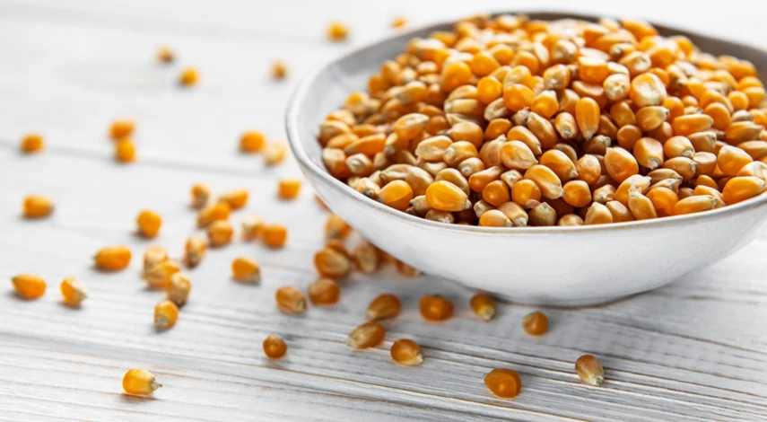 Посев кукурузы на рассаду