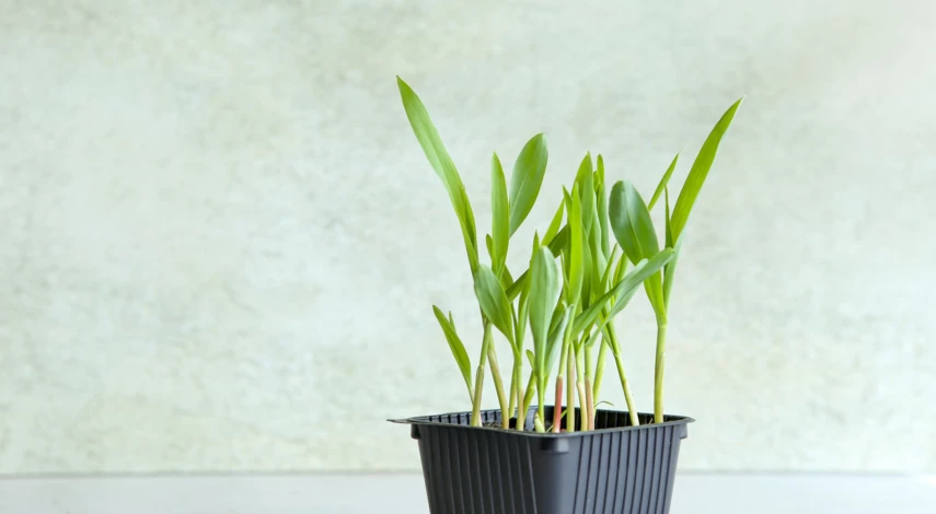 когда сеять кукурузу