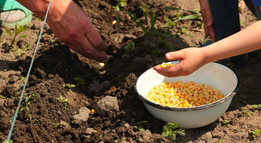 Посадка зерен кукурузы в открытый грунт