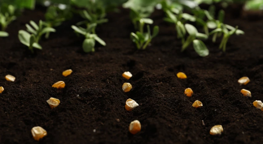 Посев кукурузы в открытый грунт