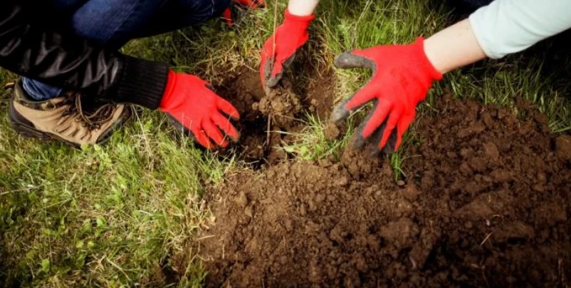 Пересадка деревьев по лунному календарю
