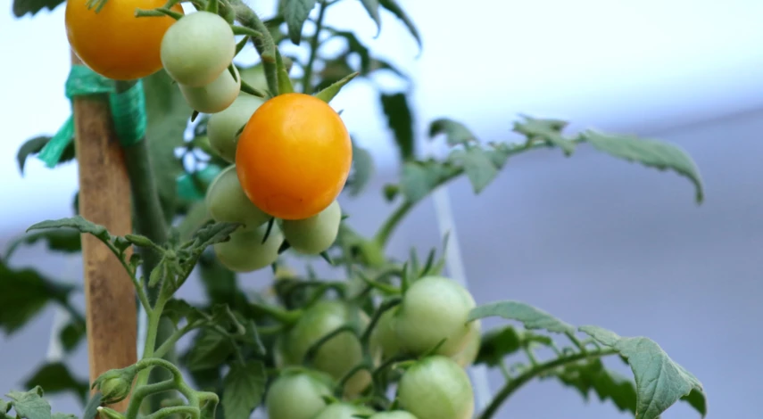 Созревание плодов сорта Золотой