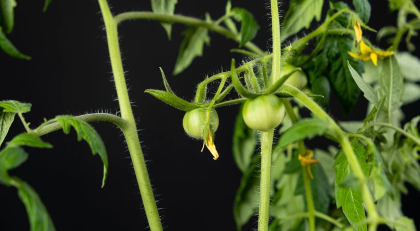 Уход за томатом сорта Золотой