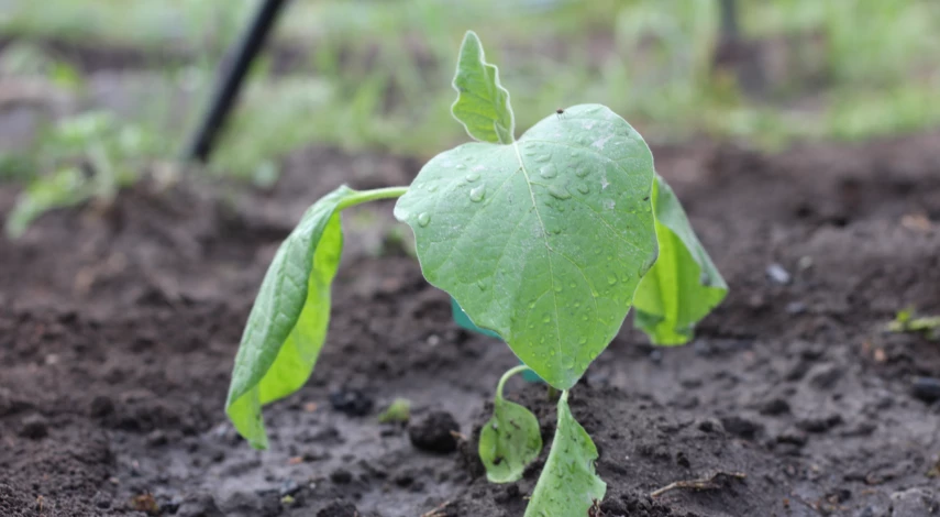 Пикировка баклажанов