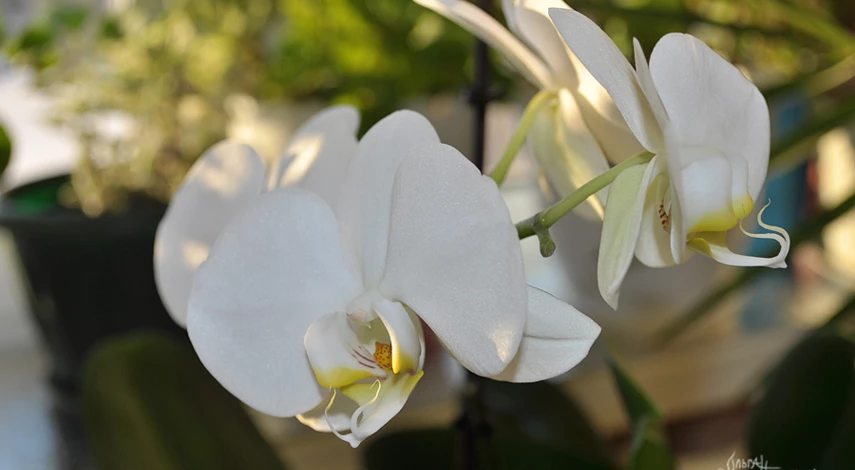 Пересадка орхидеи дома