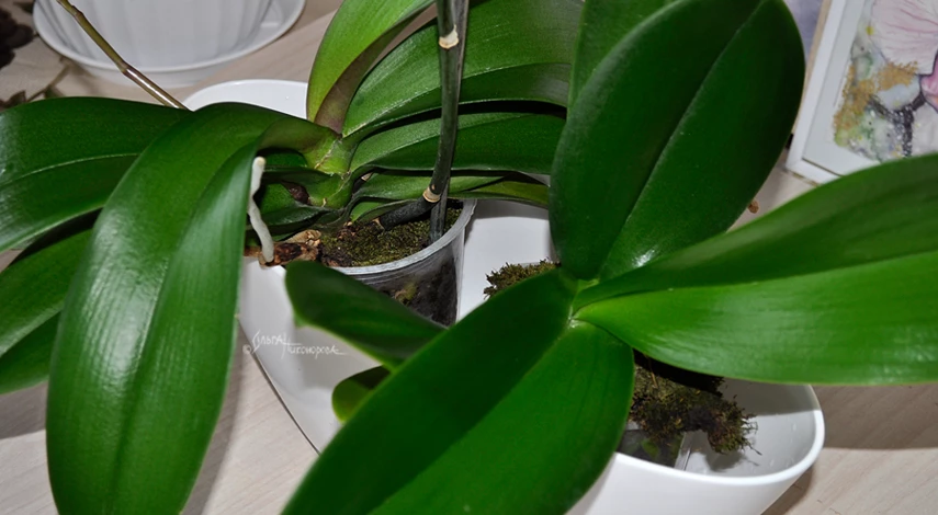 Перевалка орхидеи в домашних условиях