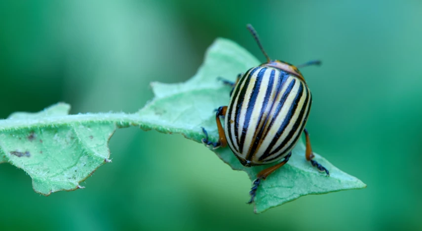 Вредитель сорта Скарб