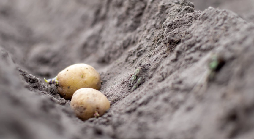 Высадка картофеля